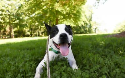 Finding a Dog Trainer in Alexandria, Virginia Who Understands Your Goals