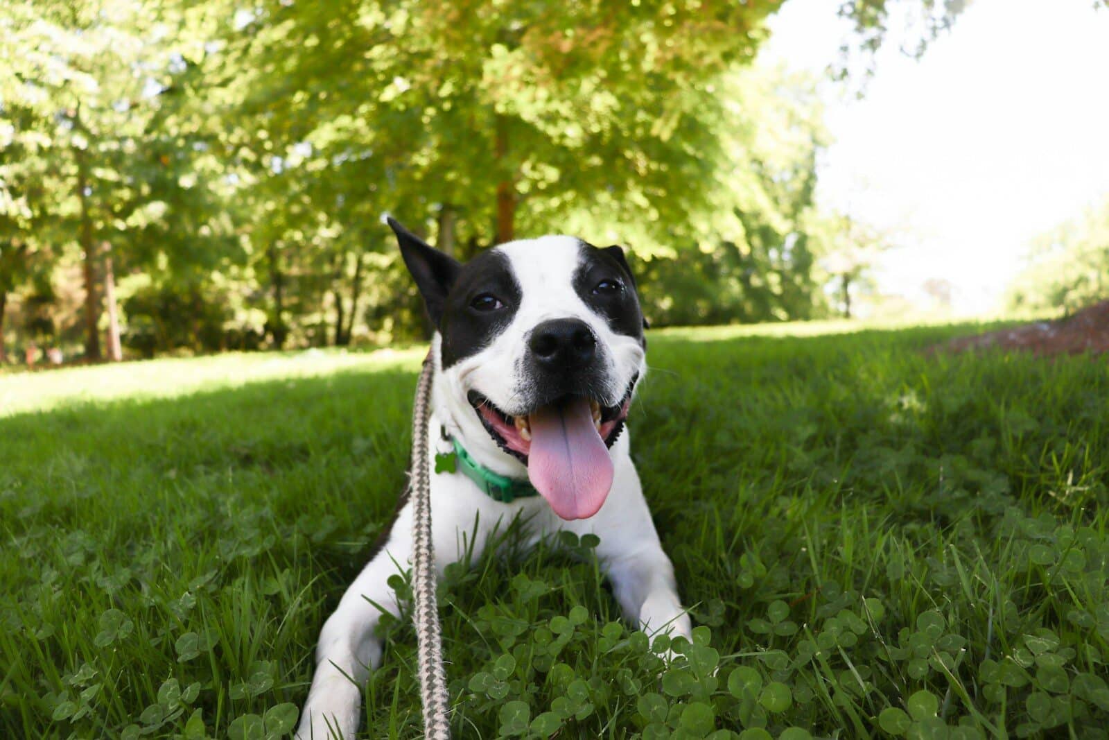 dog trainer in alexandria virginia