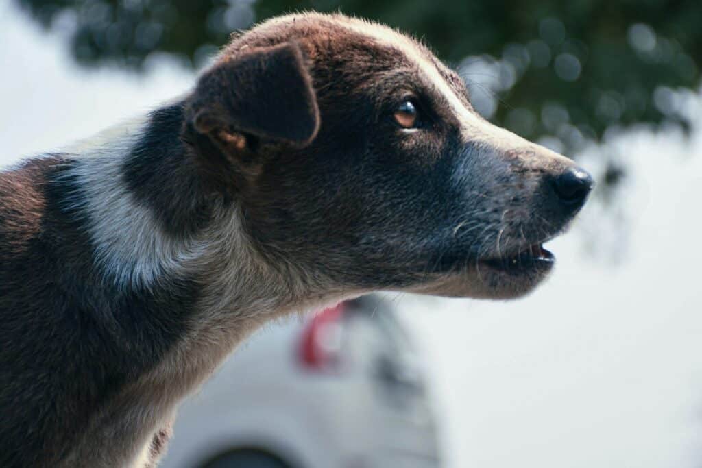 A brown and white dog looking to the side.