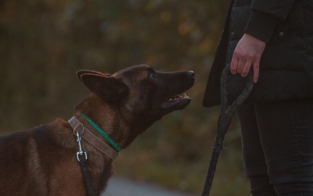 Dog Trainer in Gaithersburg, Maryland for Better Habits and a Calmer Home