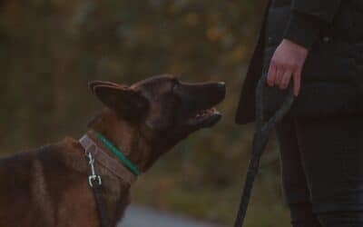 Dog Trainer in Gaithersburg, Maryland for Better Habits and a Calmer Home