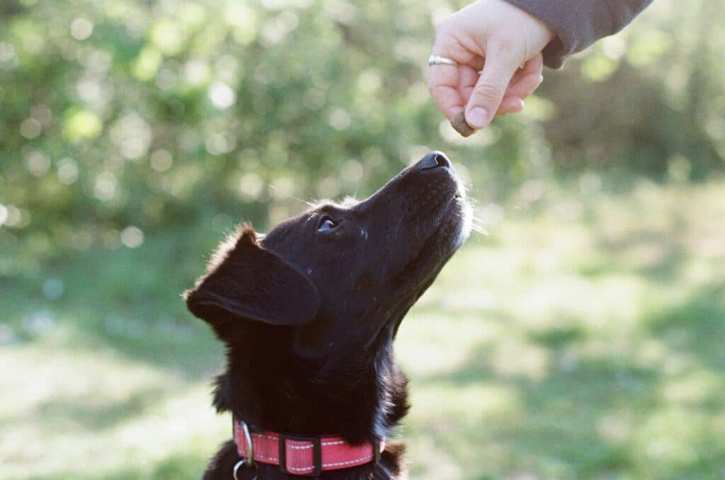 A black dog looks up at a treat.