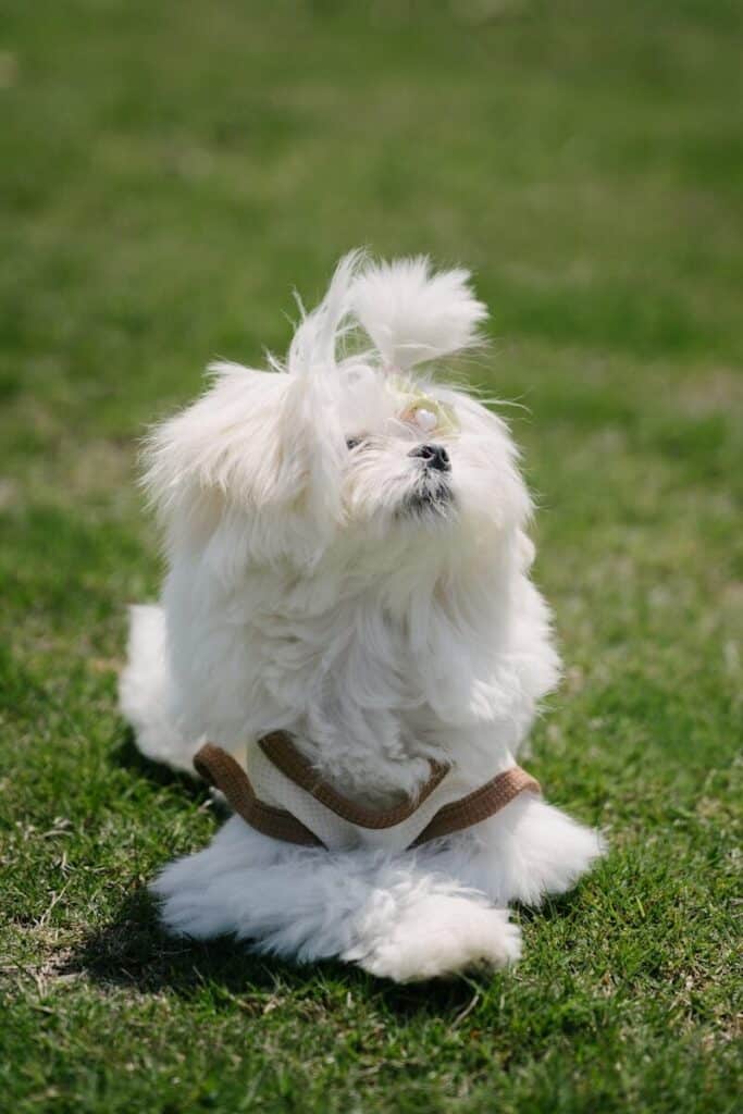 A fluffy white dog sits on green grass.
