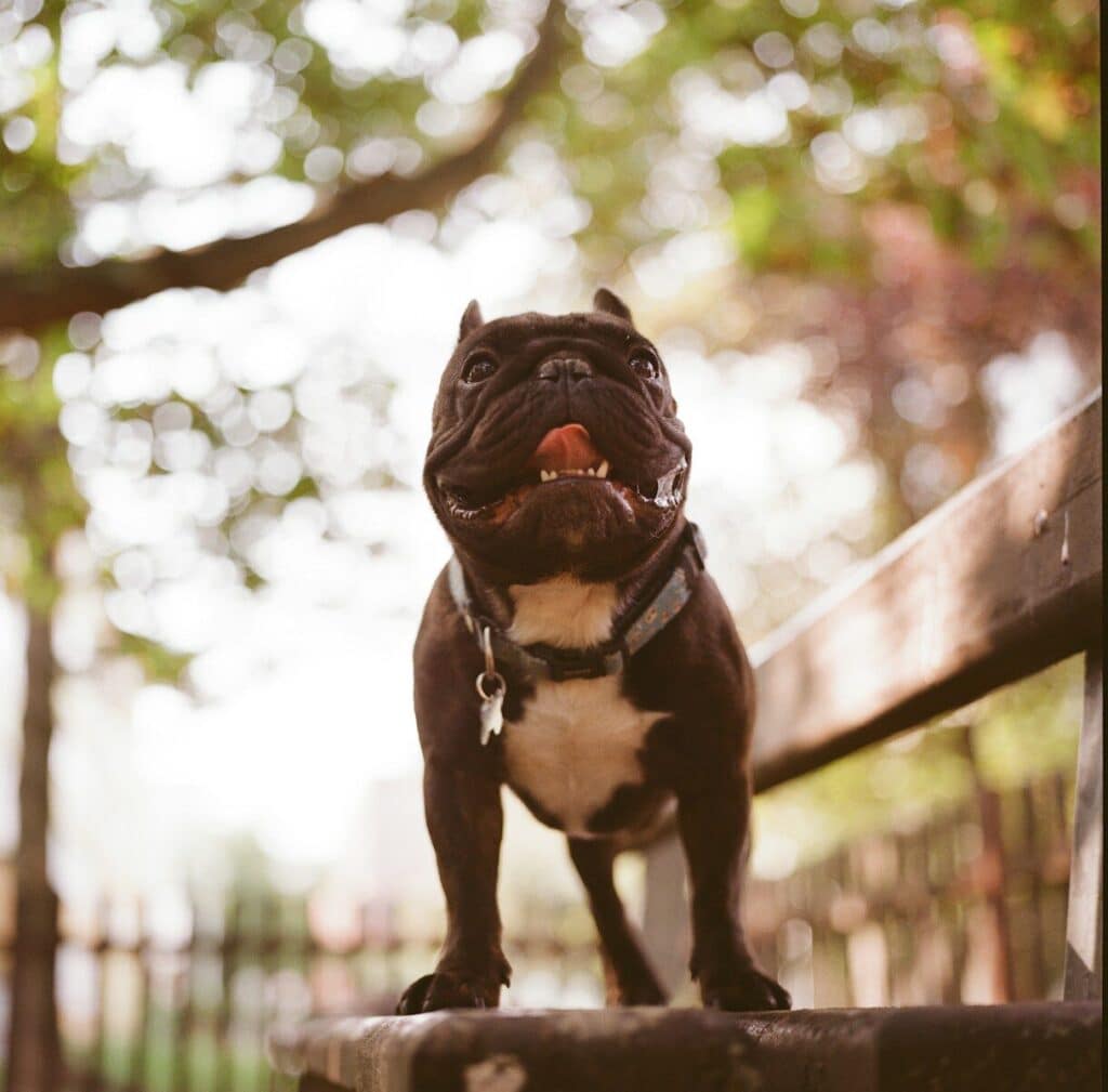 A happy french bulldog sitting on a park bench.