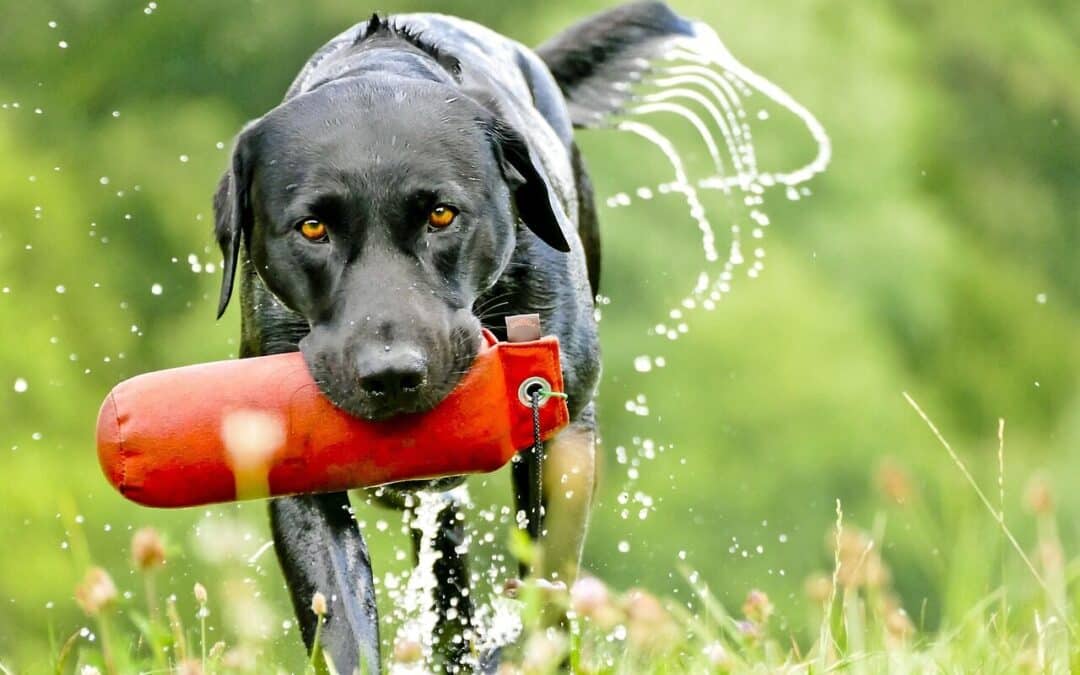 Dog Trainer in Rockville, Maryland for Better Behavior at Home and Out in Public