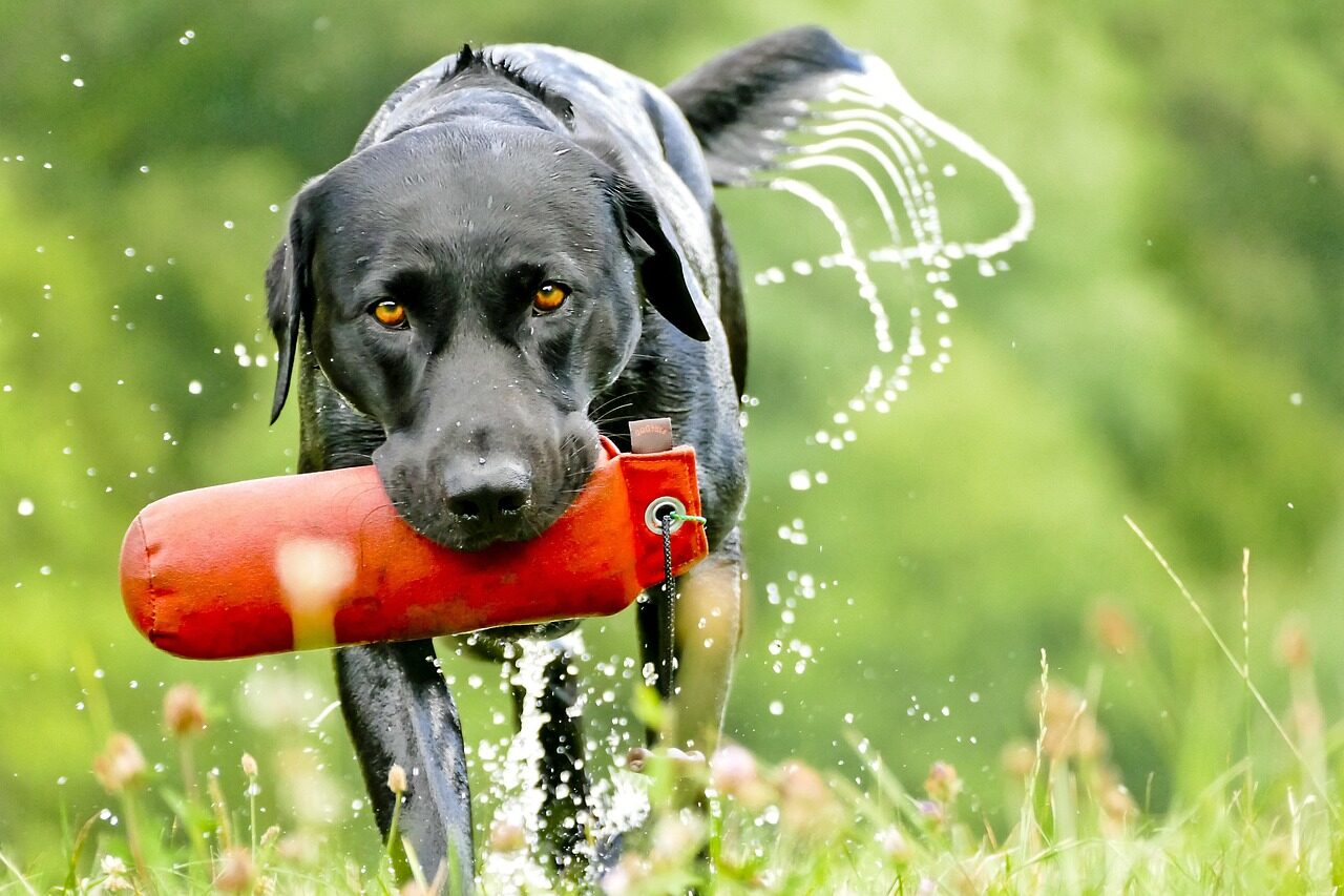 dog trainer in rockville maryland