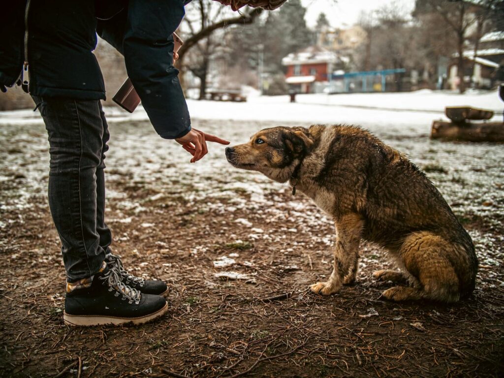 Human bonding with a stray dog in a snowy park setting, showcasing connection and compassion.