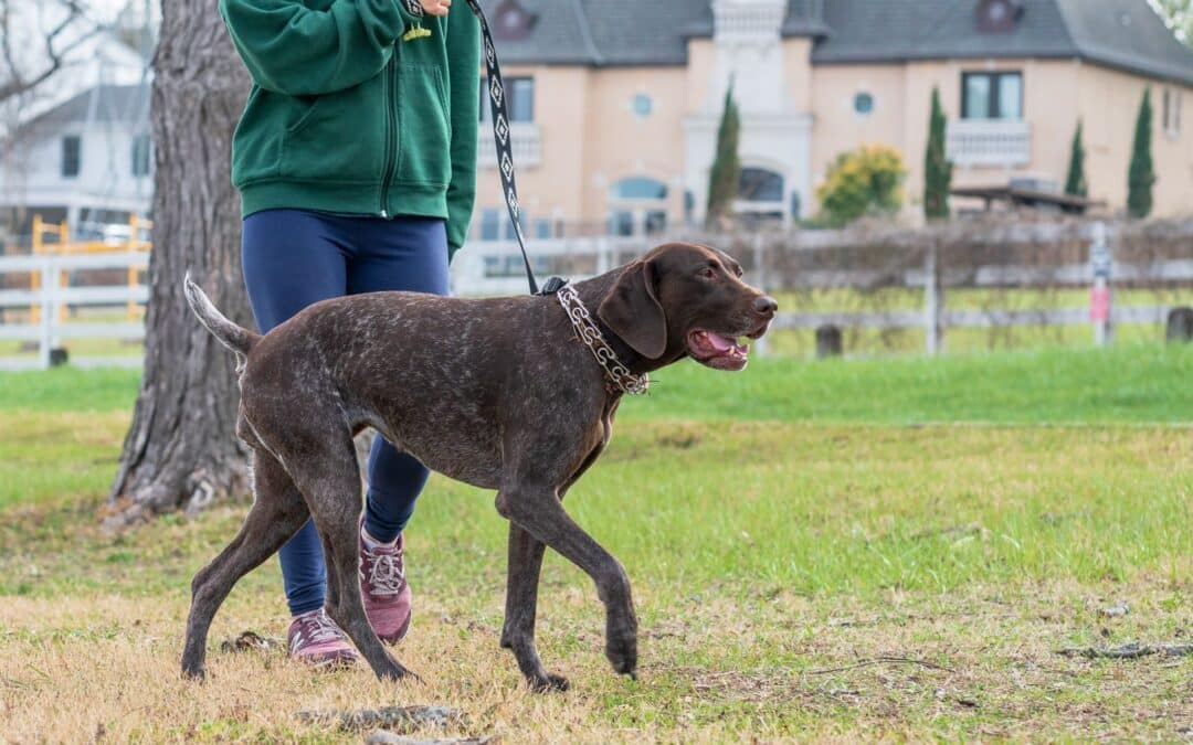 Dog Training in Arlington, Virginia: What Busy Dog Owners Should Look for in a Professional Trainer