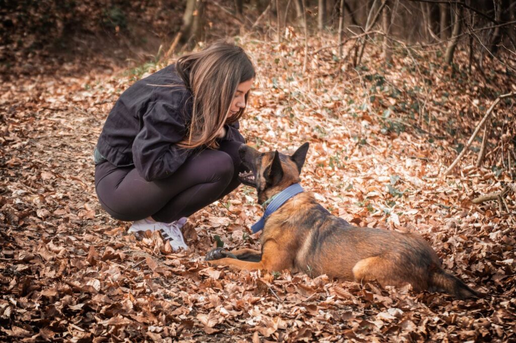 A woman and her Belgian Malinois share a moment in an autumn forest.