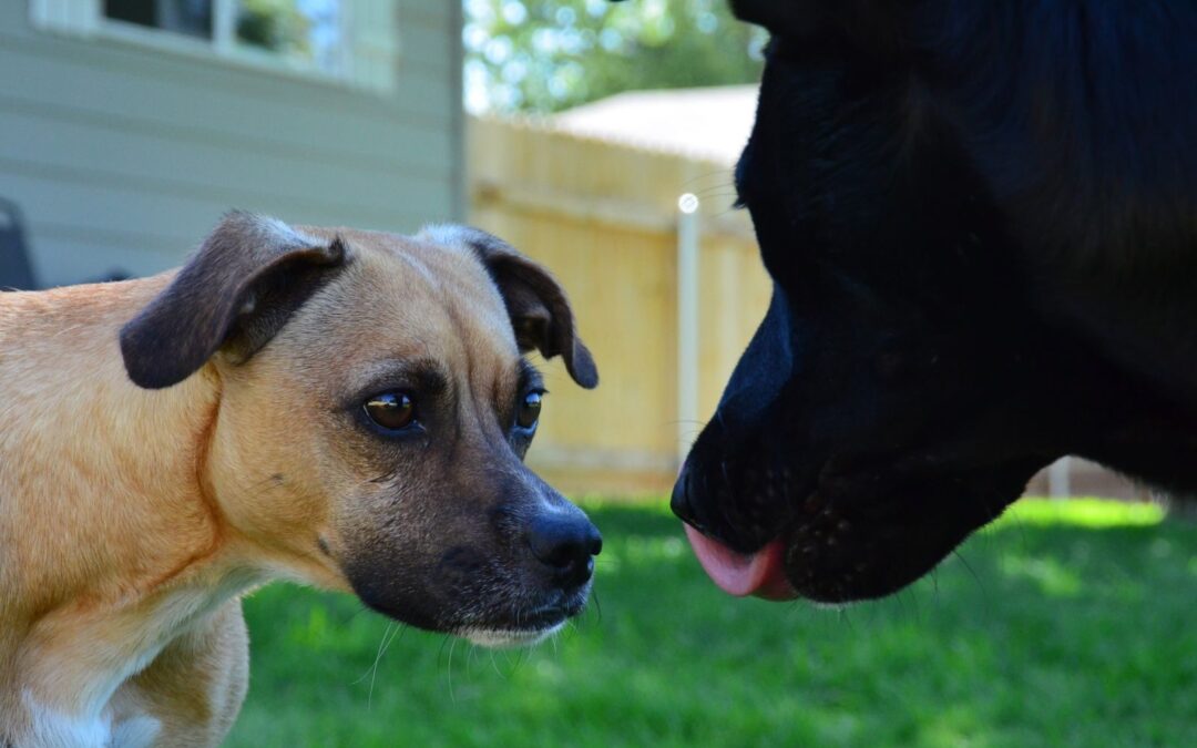 Dog Training in Bethesda, Maryland for Better Habits and Lasting Results