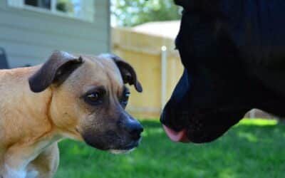 Dog Training in Bethesda, Maryland for Better Habits and Lasting Results