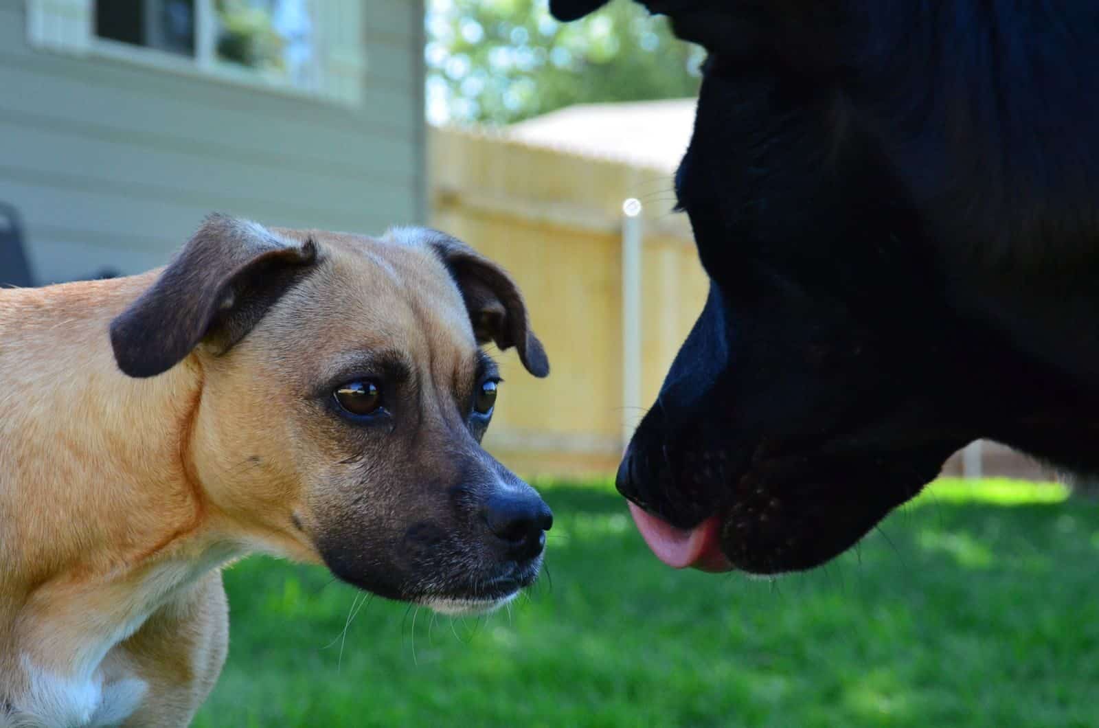 dog training in bethesda maryland