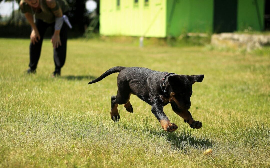 Dog Training in Arlington, Virginia for Everyday Confidence and Control