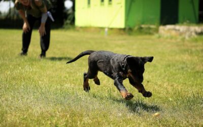 Dog Training in Arlington, Virginia for Everyday Confidence and Control