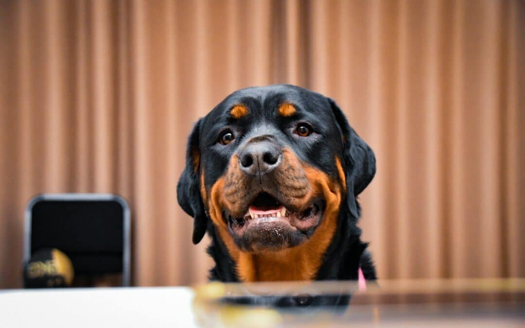 Dog Trainer in Frederick, Maryland for Dogs With Everyday Behavior Problems
