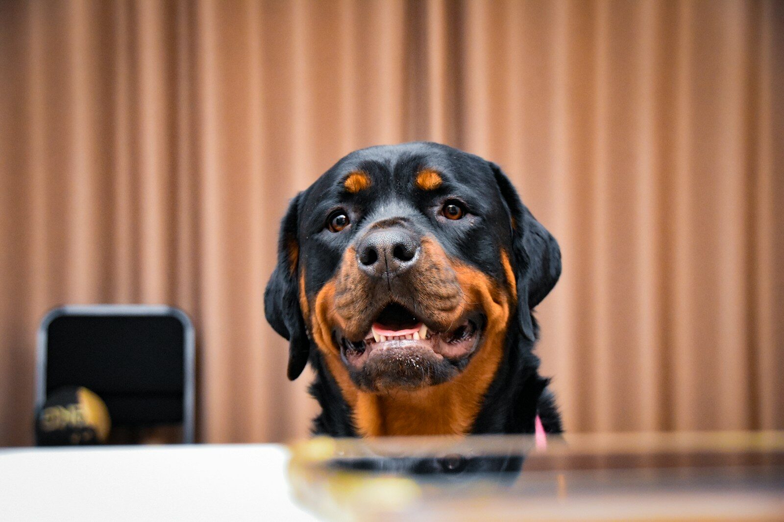dog trainer in frederick maryland