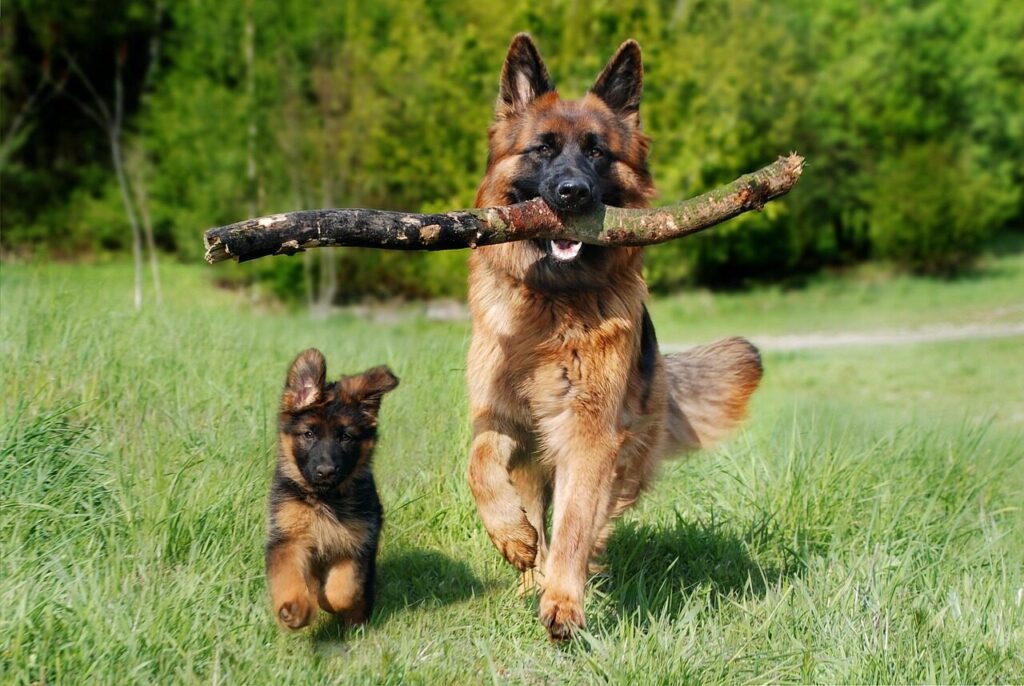 shepherd dog, dog, domestic animal, animal, dog puppy, pet, baby dog, young and old, nature, old german shepherd dog, puppy