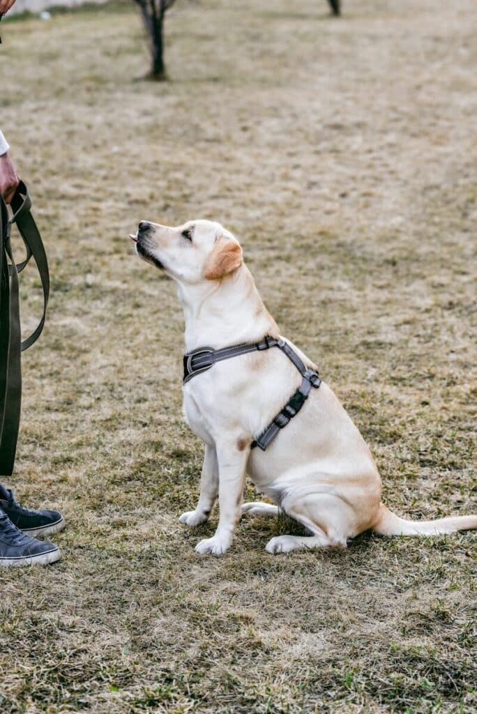 a dog sitting on the ground with a leash in its mouth