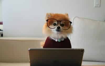Dog Training in Fairfax, Virginia for More Obedience and Less Stress