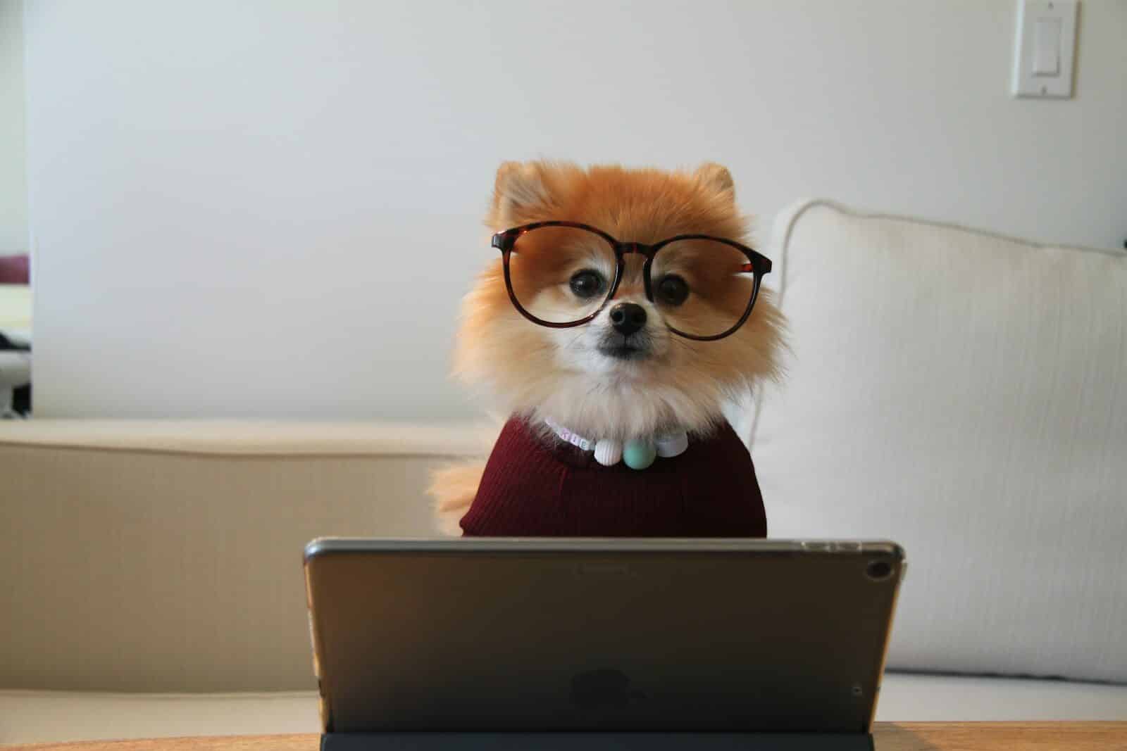 dog training in fairfax virginia