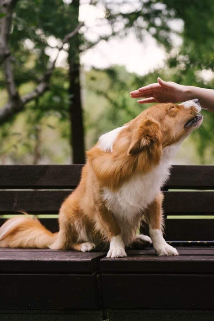 A person petting a fluffy brown and white dog on a wooden bench