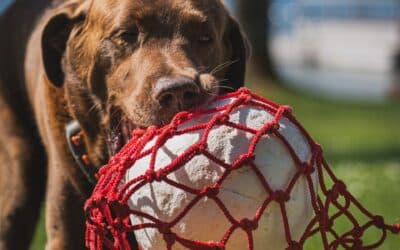 Dog Training in Potomac, Maryland