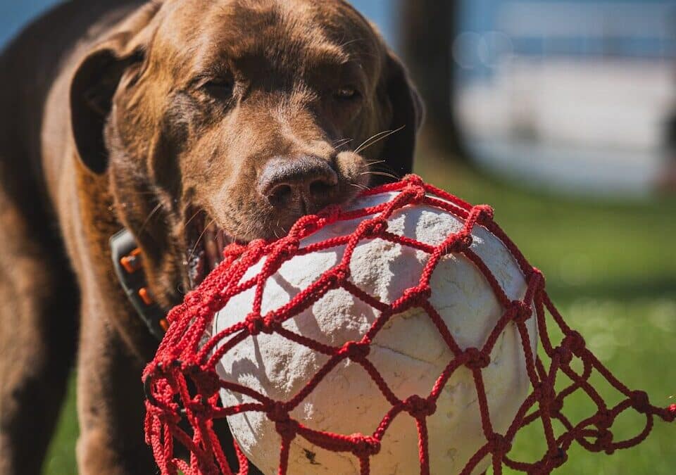 Dog Training in Potomac, Maryland