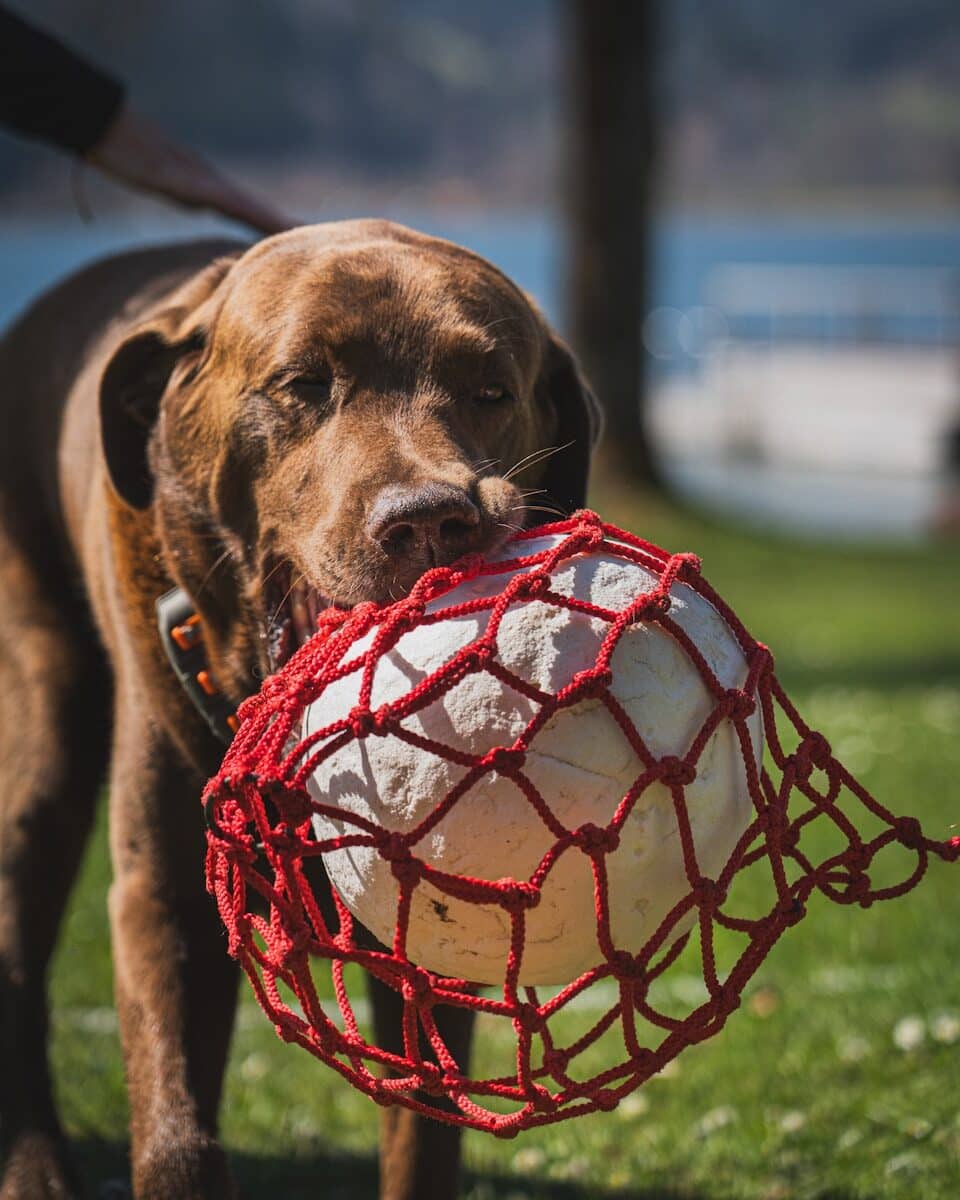 Photo by Tobias Schaffarzyk Dog Training in Potomac