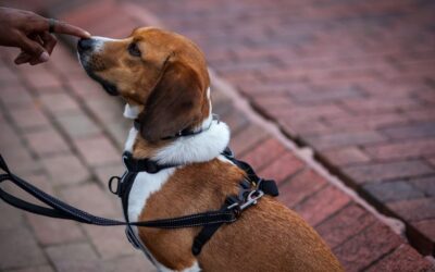 Dog Training in College Park, Maryland