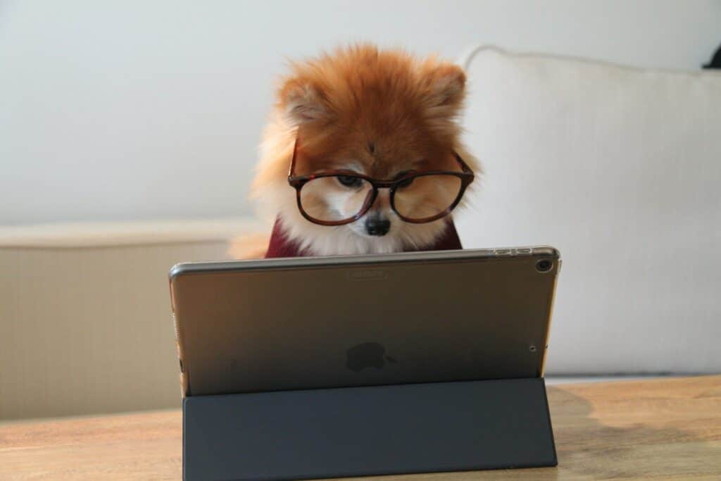A fluffy Pomeranian dog wearing large glasses while looking at a tablet