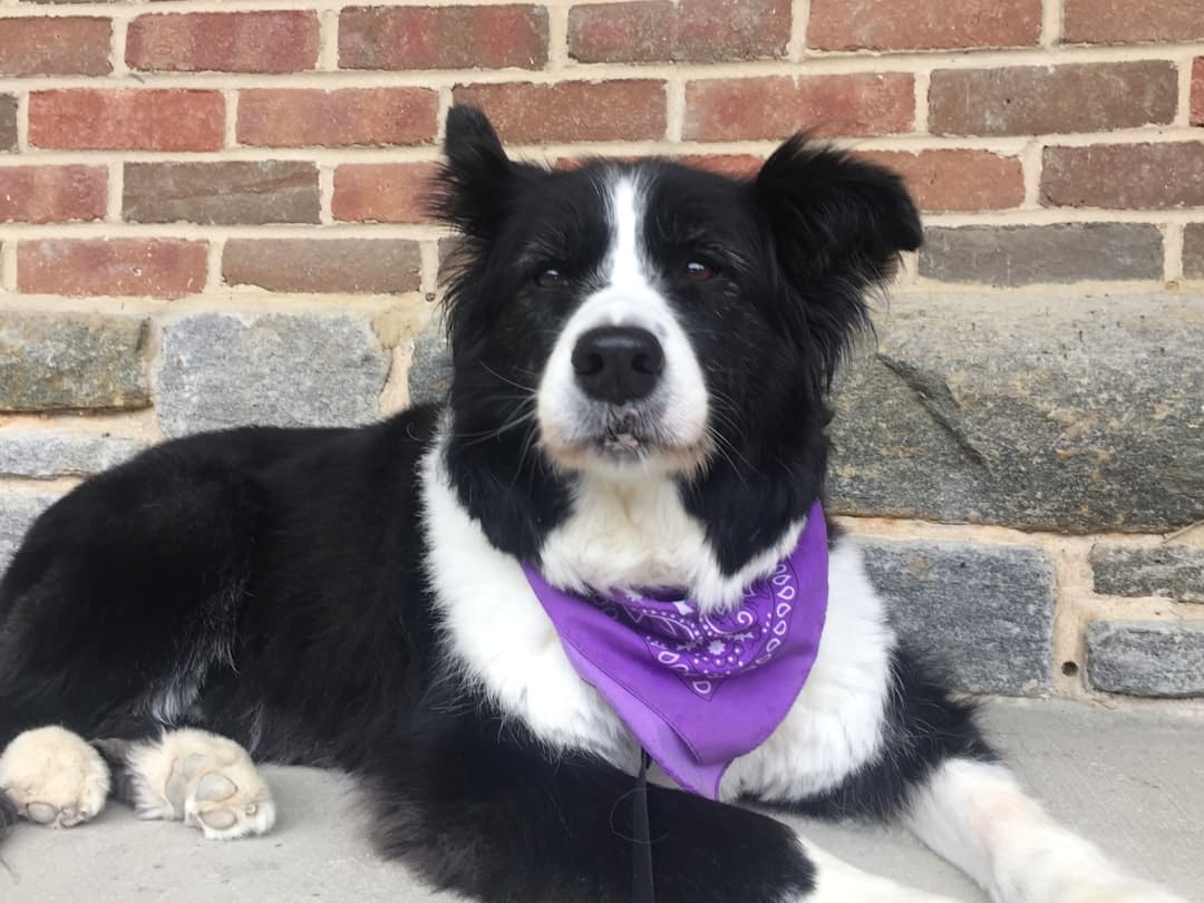 Obedience Training in Potomac, Maryland
