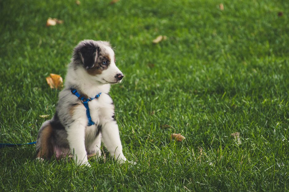 Puppy Training in Potomac