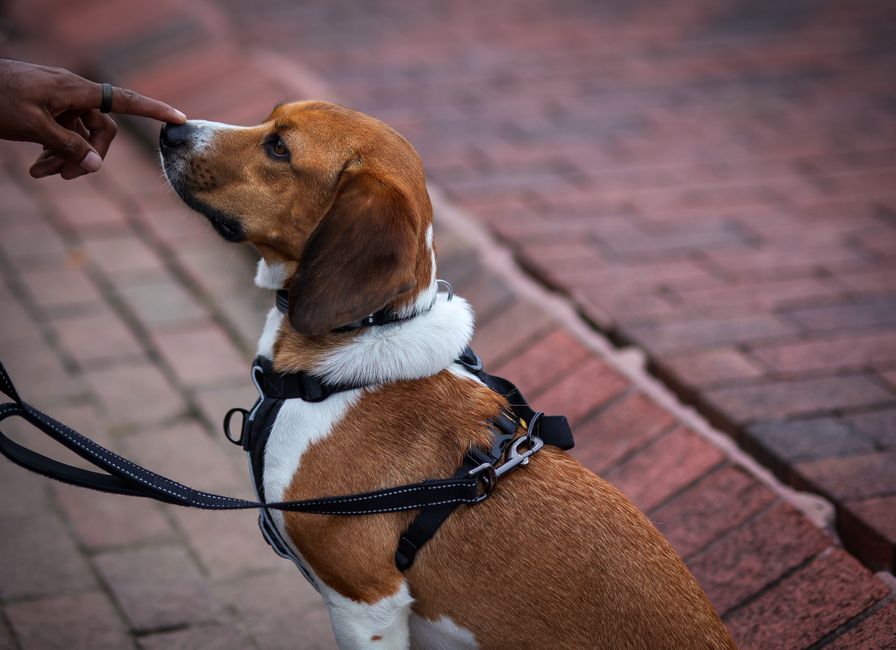 Trusted Dog Training in Wheaton, Maryland