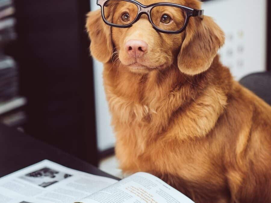 Dog Training in Wheaton, MD