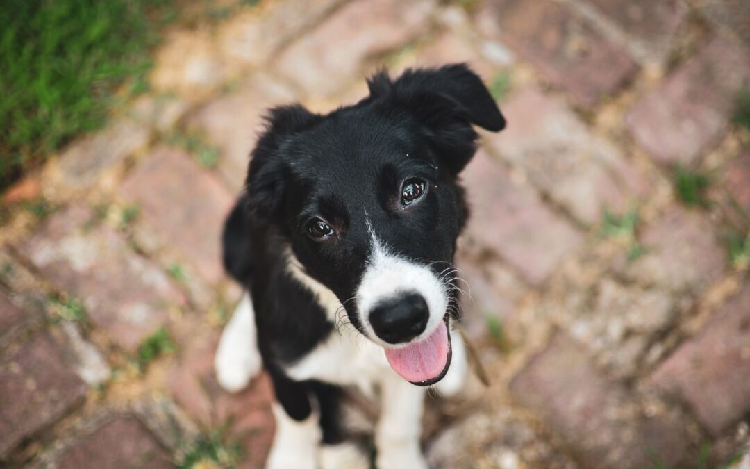 Puppy Training in Alexandria, Virginia: When Should You Start and What Should You Teach First?