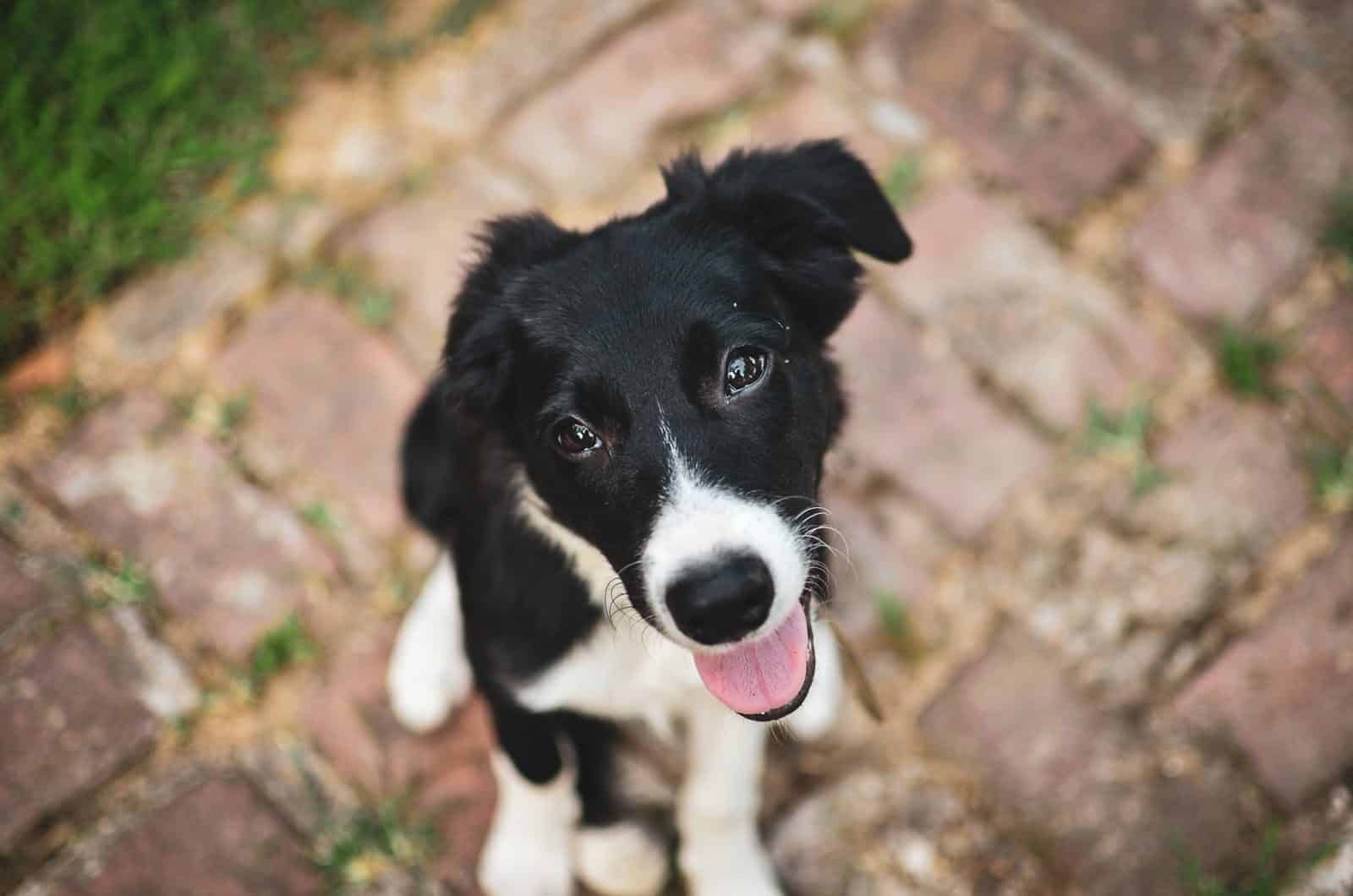 puppy training