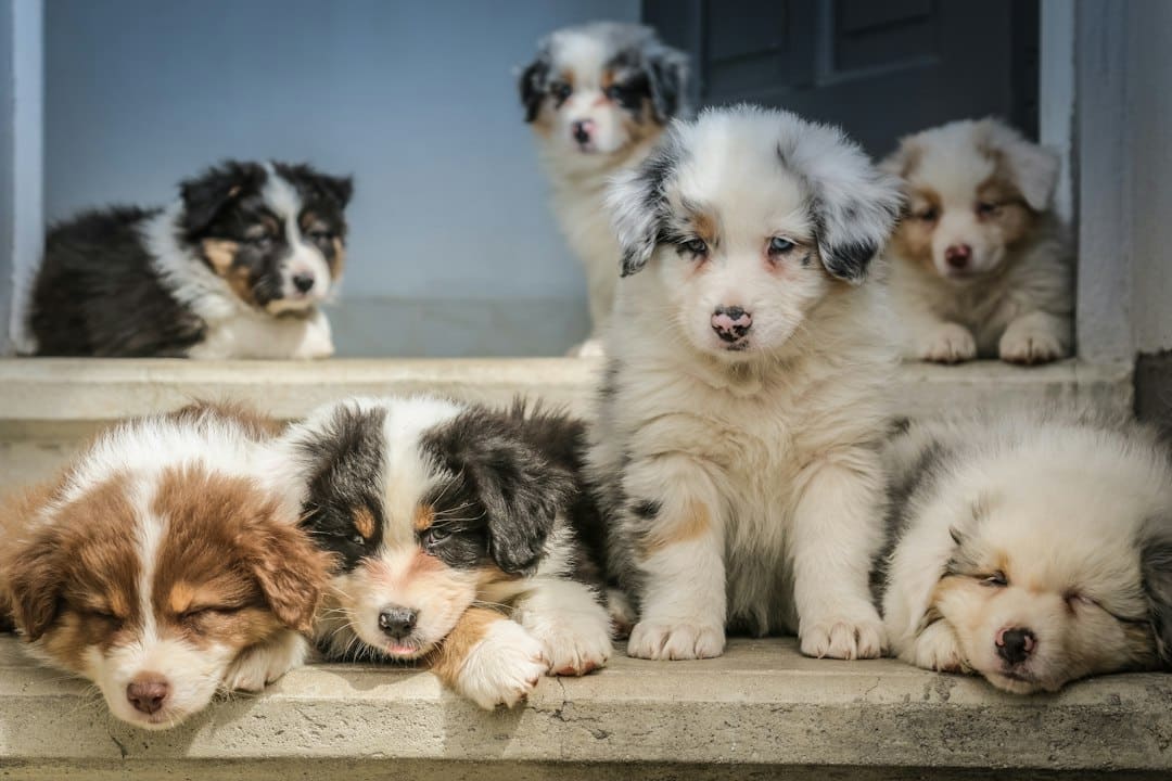 Common Puppy Challenges a Puppy Class Can Help With