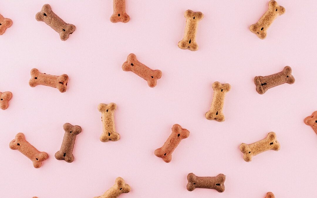 How Do You Choose the Right Dog Trainer in Bethesda, Maryland?