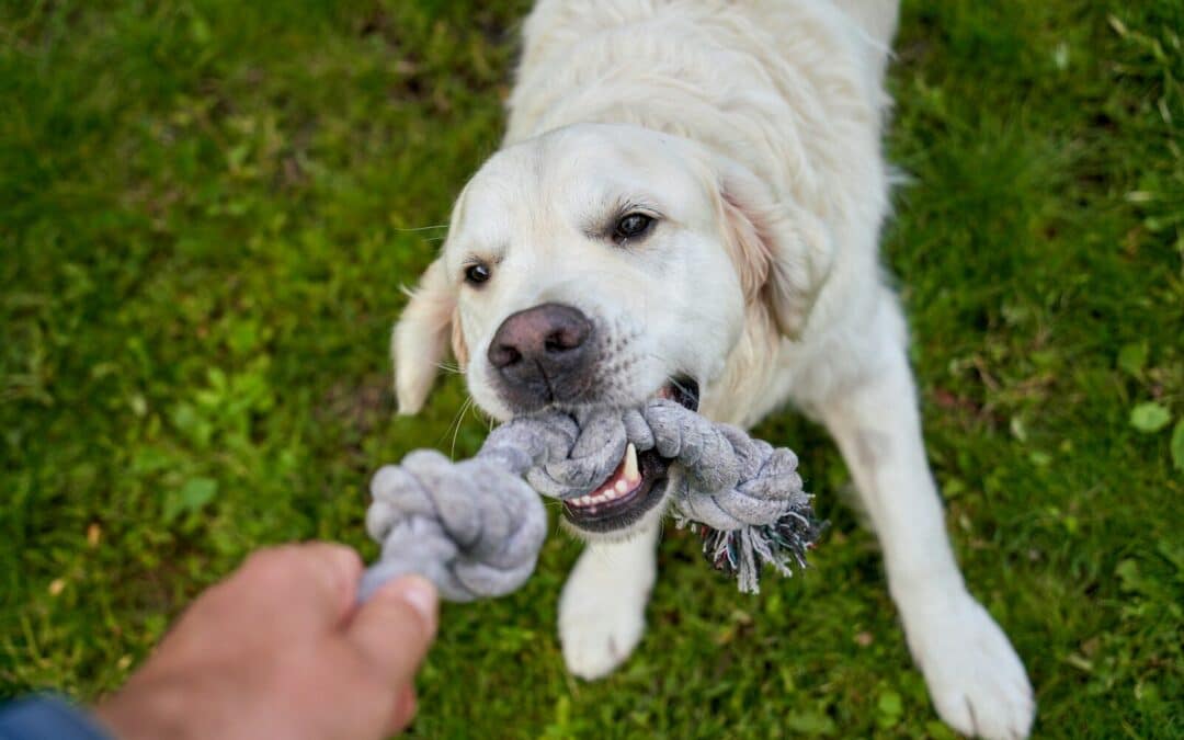 In-Home Dog Training in Fairfax, Virginia: Is Training at Home More Effective for Your Dog?