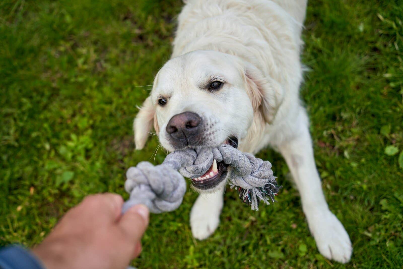 Photo by Barnabas Davoti A white dog holding a toy in its mouth In-Home Dog Training in Fairfax, Virginia: Is Training at Home More Effective for Your Dog?