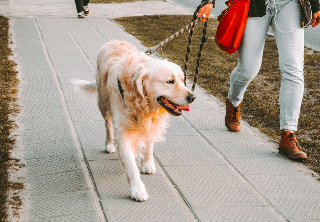 Loose Leash Walking: Why Does My Dog Pull?