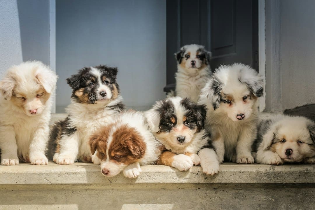 Puppy Training Classes: Are Group Classes Good for a New Puppy?