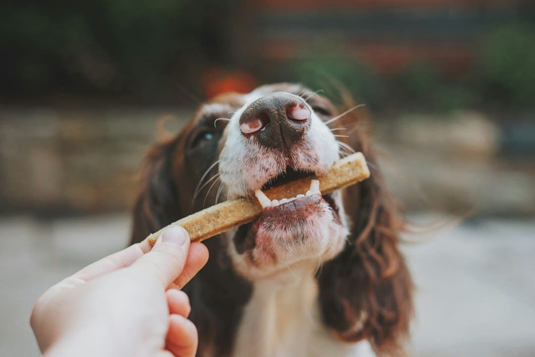 Should You Use Treats When Training a Dog?