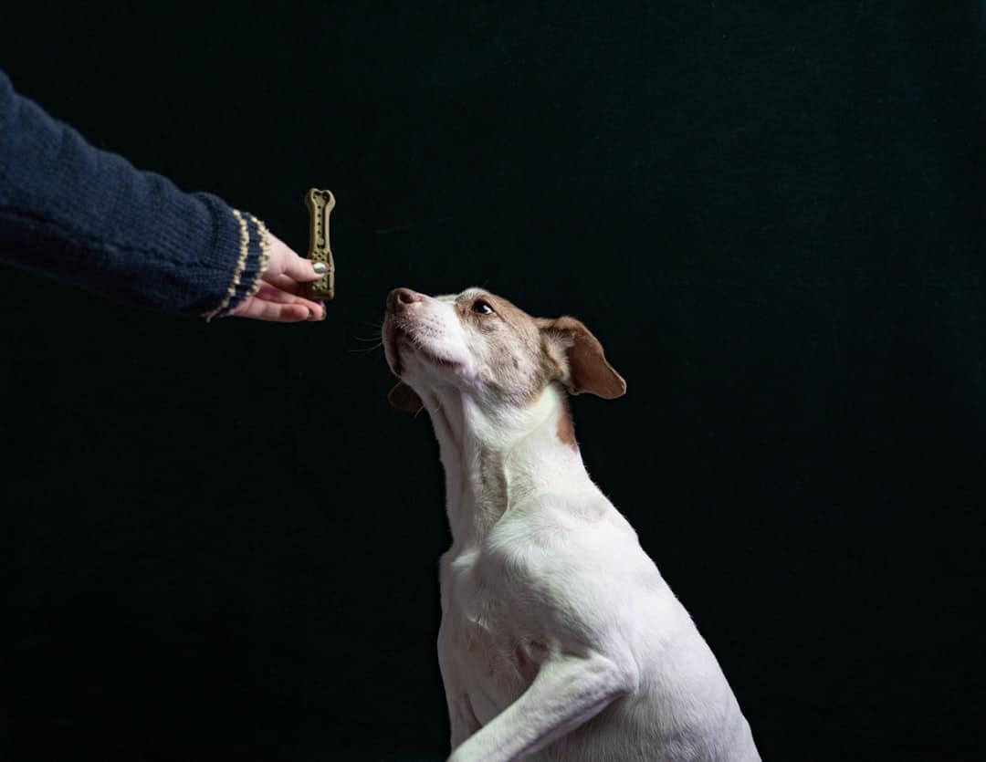 Small Treats Keep Training Dogs Moving