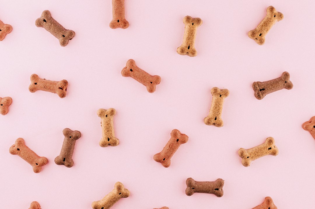 What Dog Treats Are Best for Training?