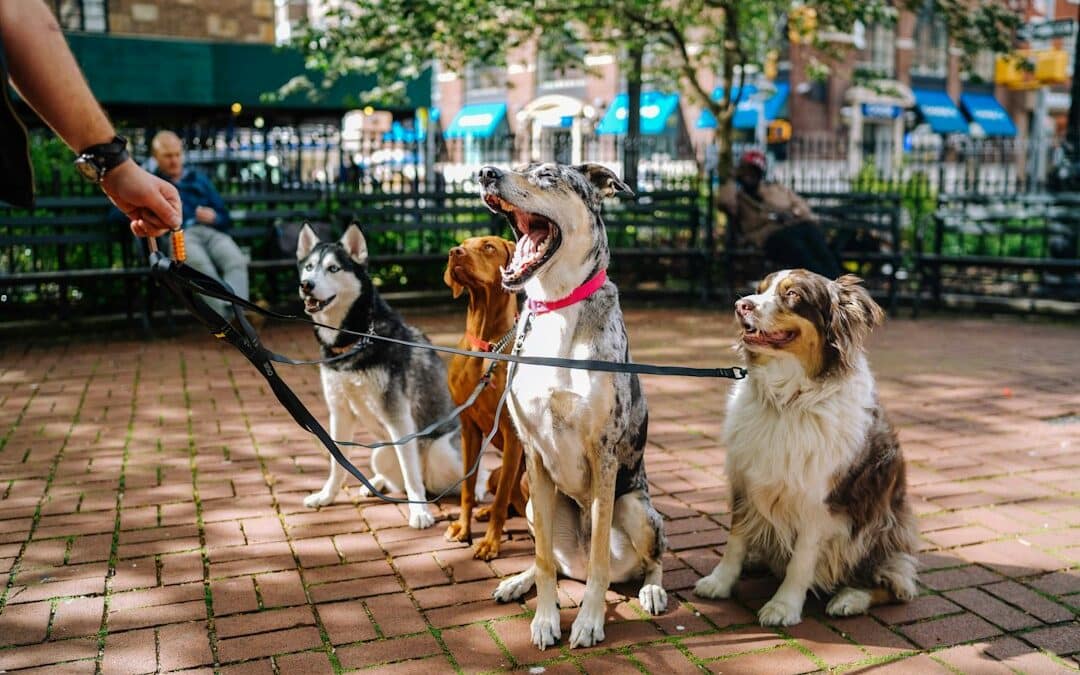 Leash Training in Georgetown, Washington, DC: How to Stop Pulling and Make Walks Easier