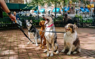 Leash Training in Georgetown, Washington, DC: How to Stop Pulling and Make Walks Easier