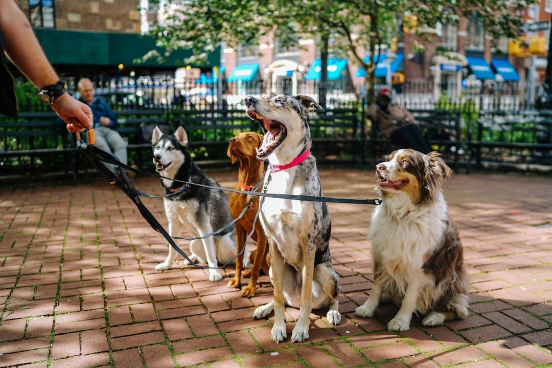 what-is-leash-training What Is Leash Training?