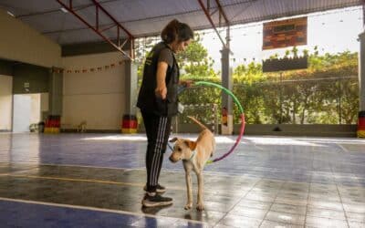 Dog Training Classes in Leesburg, Virginia: Private Training vs. Group Classes