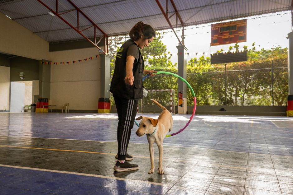 Dog Training Classes in Leesburg, Virginia: Private Training vs. Group Classes